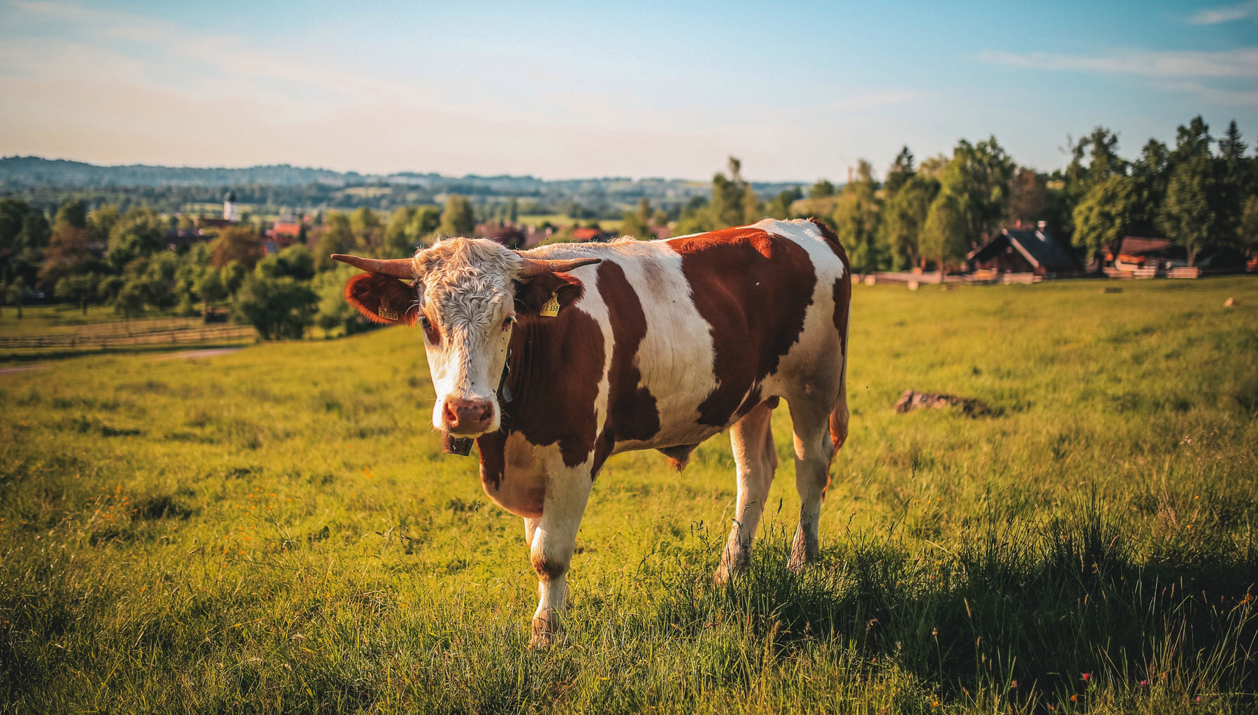 cattle in field
