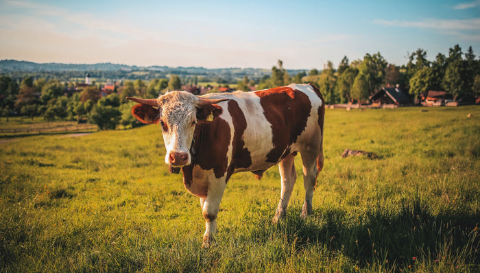 cattle in field