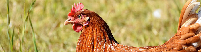 chicken in grass