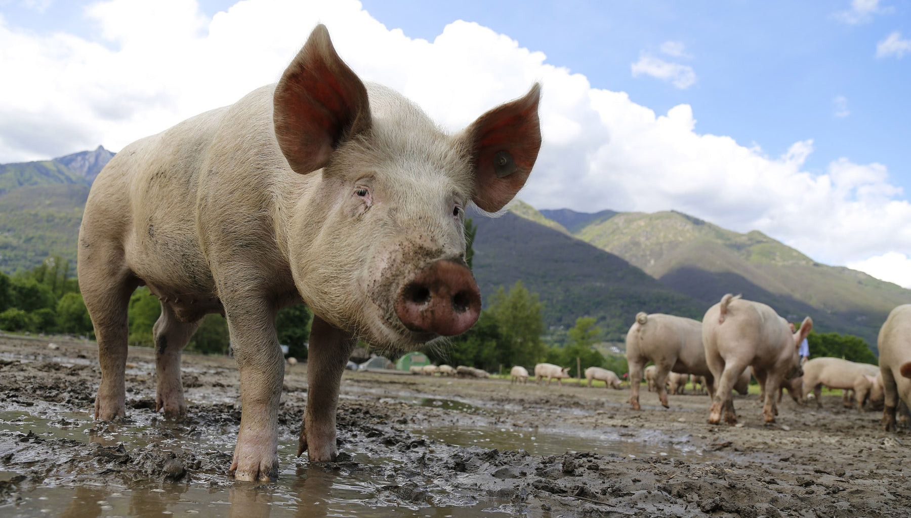 pork group