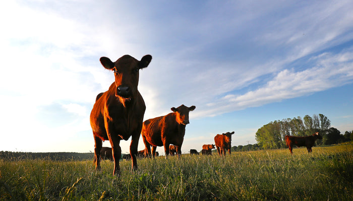 cattle in field