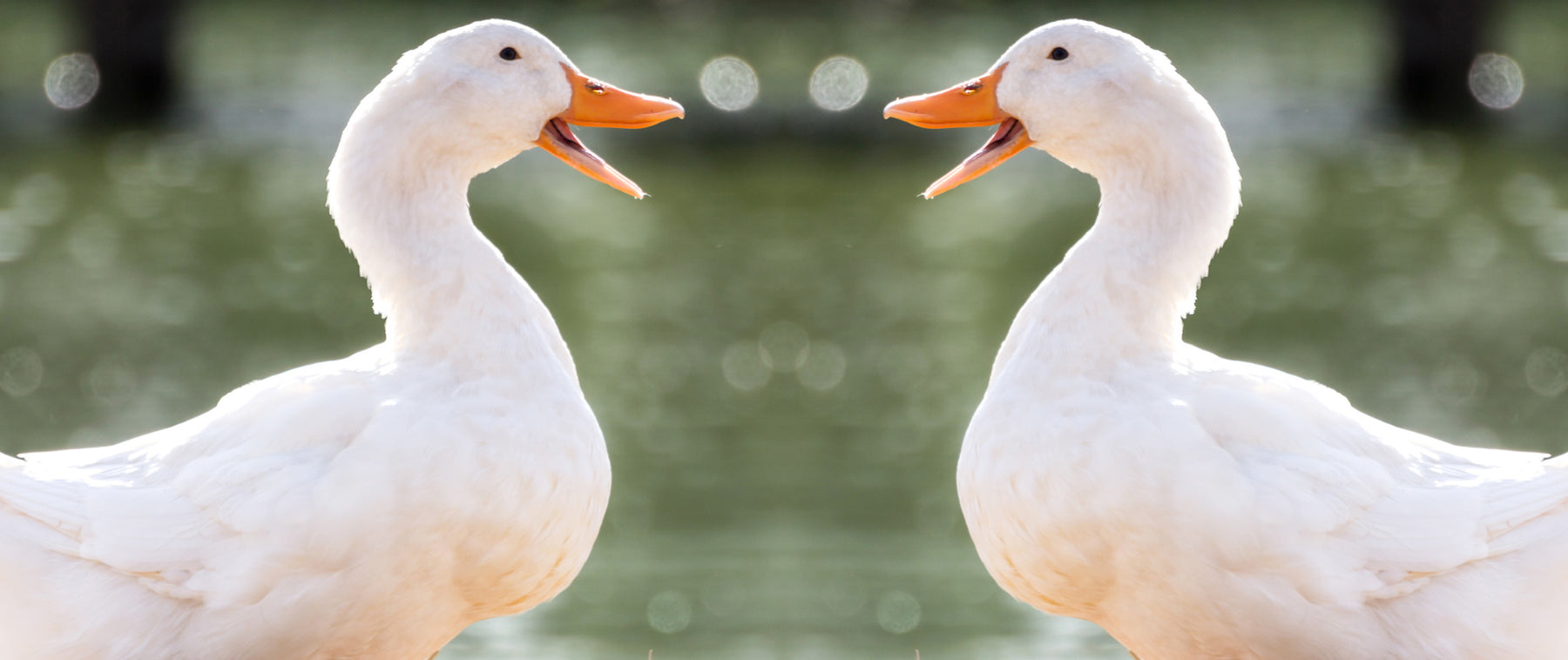 ducks facing