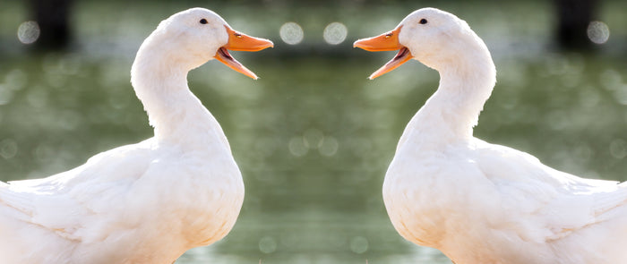 ducks facing